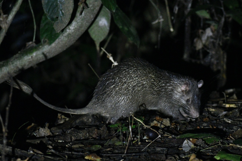 Long-Tailed Porcupine