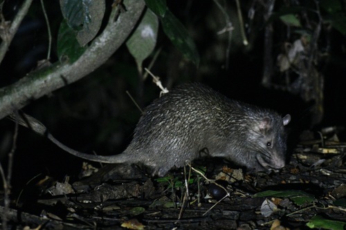 Long-tailed Porcupine (Trichys fasciculata) — Least Concern Mammalia