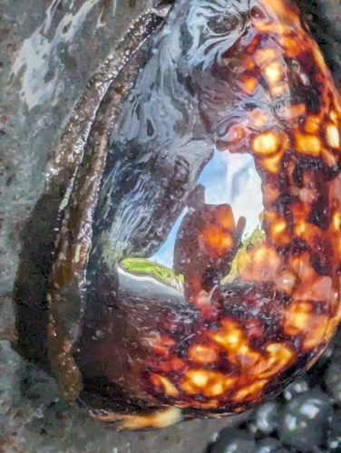 Cypraea mauritiana observed 2023-12-23