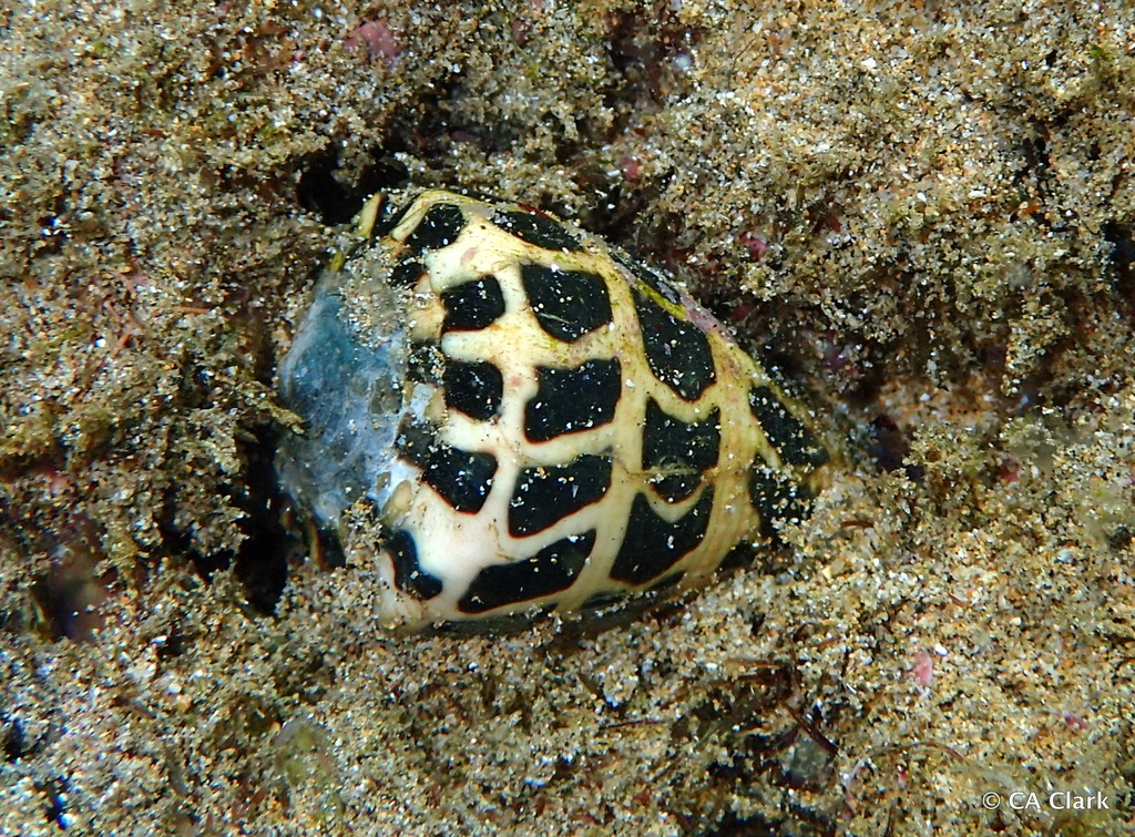 Blackandwhite Cone Snail from Kihei, Maui, Hawai'i, USA on December 8