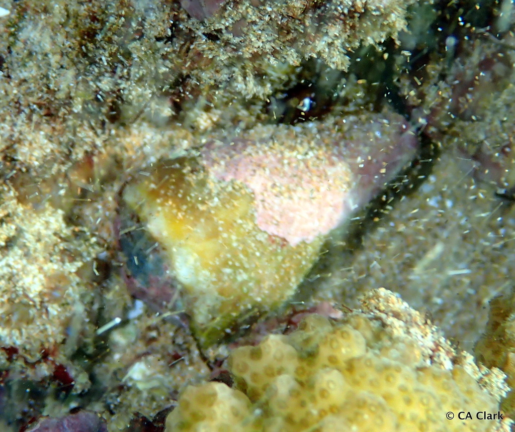 Morelet's Cone from Kihei, Maui, Hawai'i, USA on December 8, 2023 at 09