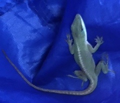 Anolis carolinensis