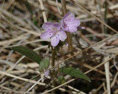 Claytonia rosea