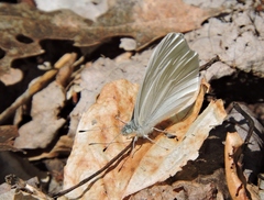 Pieris virginiensis