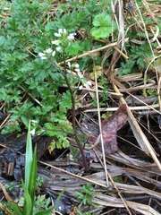 Cardamine breweri orbicularis