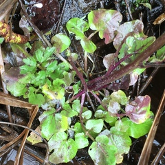 Cardamine breweri orbicularis