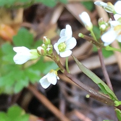 Cardamine breweri orbicularis