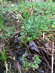 Cardamine breweri orbicularis