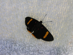 Melanis electron