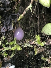 Sphyrospermum buxifolium