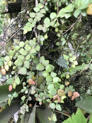 Sphyrospermum buxifolium