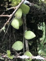 Sphyrospermum buxifolium