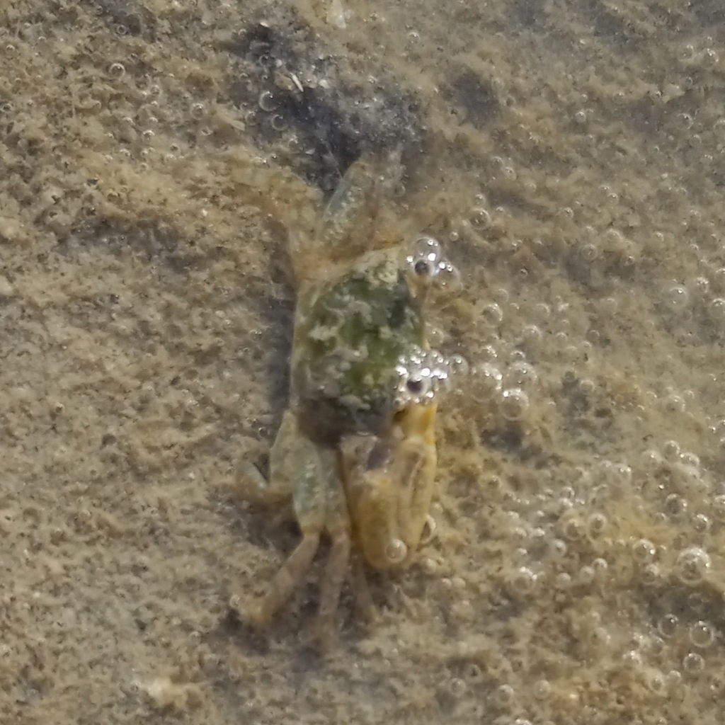 Brilliant Fiddler Crab