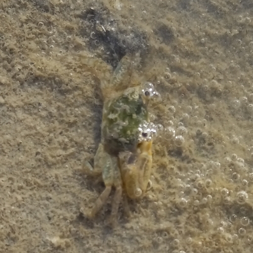Brilliant Fiddler Crab