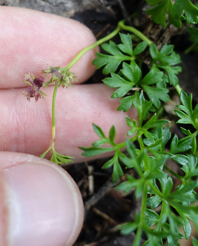 Image of Xanthosia dissecta by (c) yatesy, some rights reserved (CC BY)