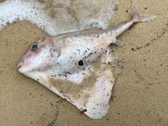 Threetooth Puffer photo 3