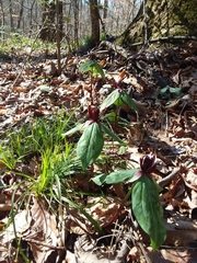 Trillium stamineum
