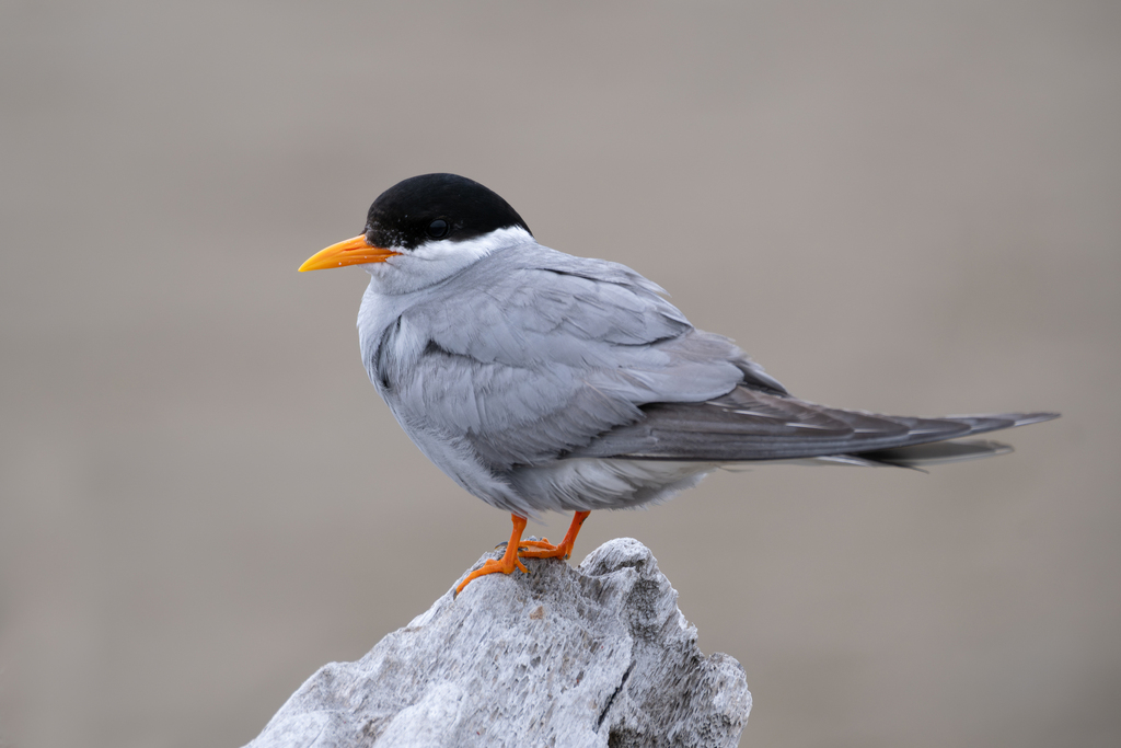 Black-fronted Tern photo