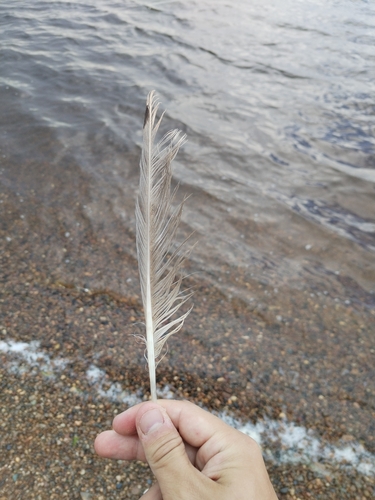 Plume de Goéland pontique