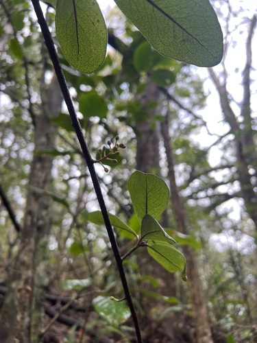 Embelia pacifica observed 2023-12-19
