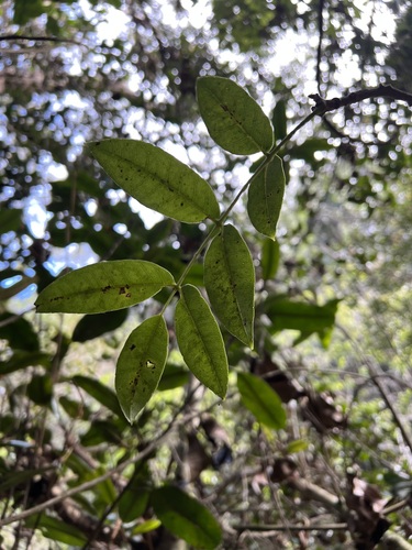 Zanthoxylum kauaense, 2023-12-11