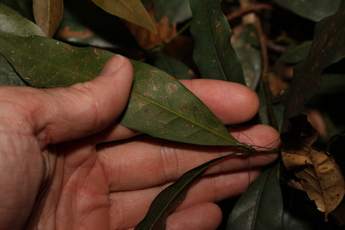 Image of Beilschmiedia elliptica by (c) Greg Tasney, some rights reserved (CC BY-SA)