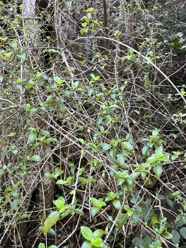 Coprosma foliosa observed 2023-12-11