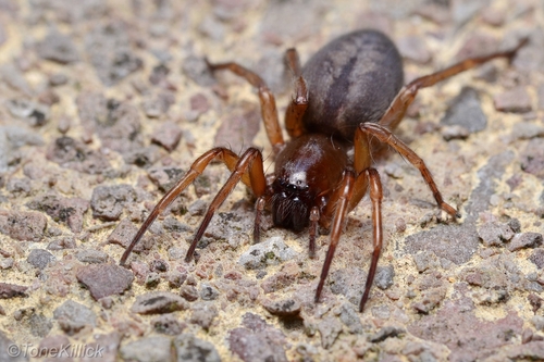 Bark Sac Spider, Abbeymead , photo 8 of 10