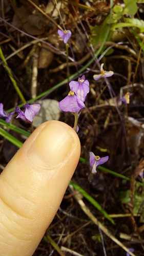 Image of Burmannia biflora by (c) Athena Philips, some rights reserved (CC BY)
