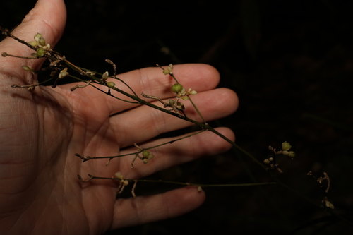 Image of Romnalda strobilacea by (c) Greg Tasney, some rights reserved (CC BY-SA)