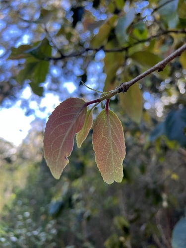Xylosma crenata, 2023-12-11