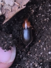 Amphasia interstitialis