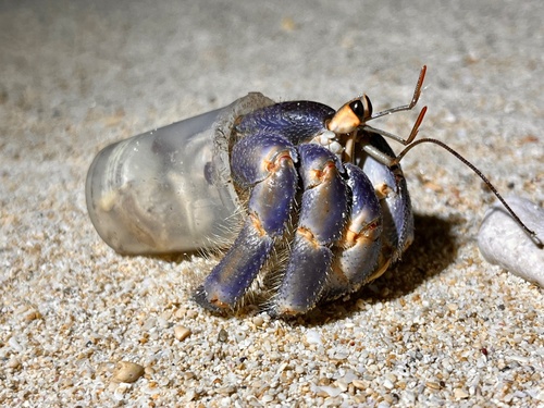 Coenobita purpureus