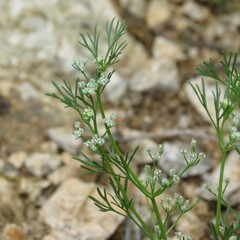 Spermolepis