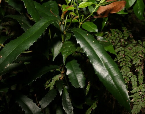 Image of Helicia glabriflora by (c) Greg Tasney, some rights reserved (CC BY-SA)