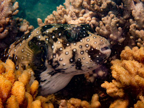 White-spotted Puffer