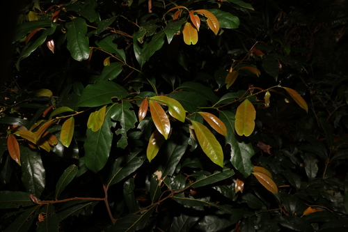 Image of Cryptocarya macdonaldii by (c) Greg Tasney, some rights reserved (CC BY-SA)