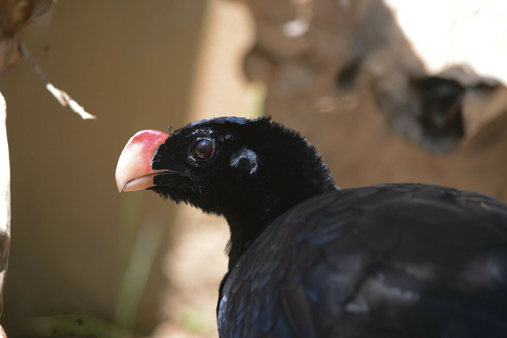 Alagoas Curassow photo