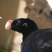 Alagoas Curassow - Photo (c) Ben P, some rights reserved (CC BY), uploaded by Ben P