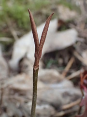 Viburnum cassinoides image