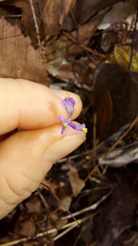 Image of Burmannia biflora by (c) Athena Philips, some rights reserved (CC BY)
