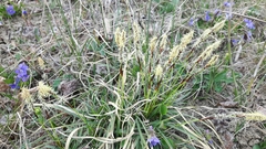 Carex richardsonii