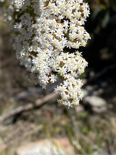 Ozothamnus thyrsoideus observed 2023-11-18