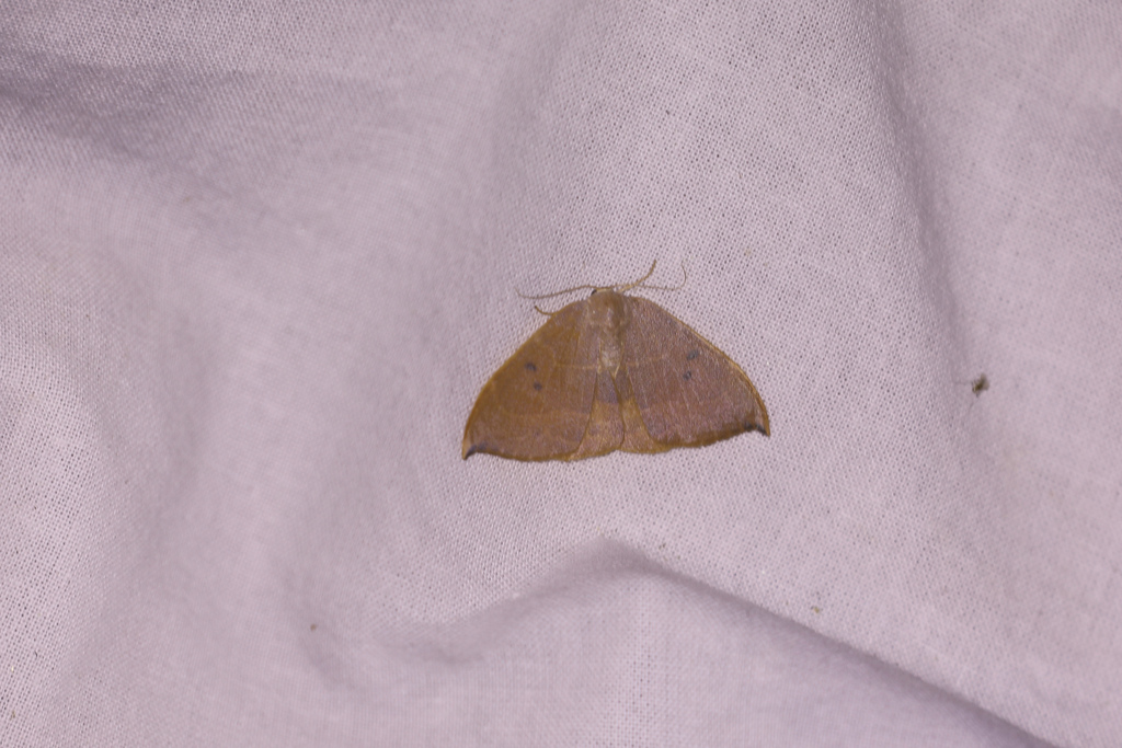 Spiny Hook-Tip