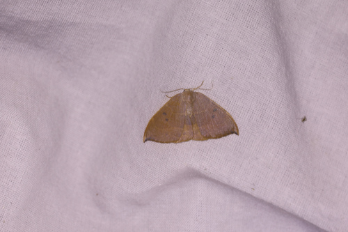 Spiny Hook-Tip
