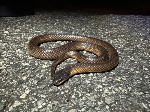 Photo of a Mallee Black-backed Snake (Suta nigriceps)