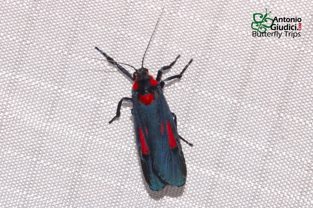 Cyana tettigonioides