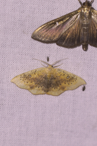 Ephyre myope (L')