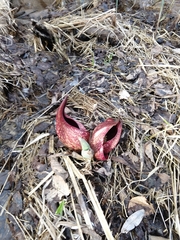 Symplocarpus foetidus
