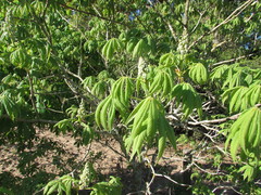 Aesculus glabra arguta